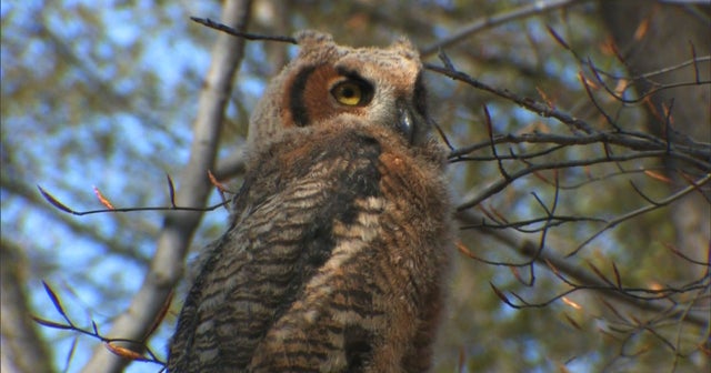 Nature Owls of Upstate New York CBS News