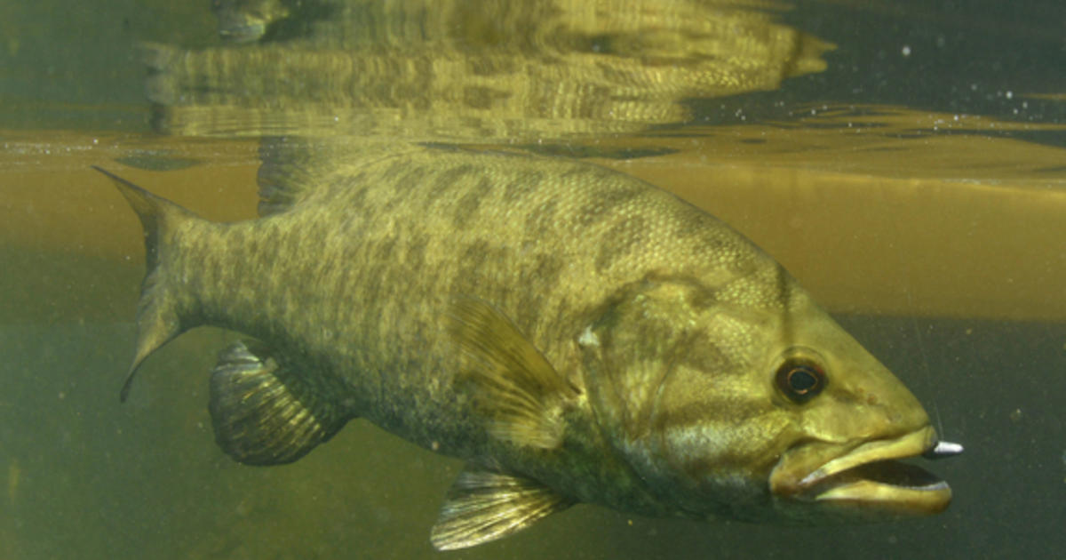 Aquaponics fish reddit 