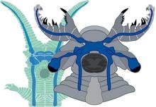 velvet-worm-anomalocaridid.jpg