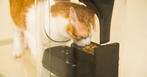 automatic cat door with facial recognition