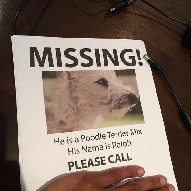 missing dog 