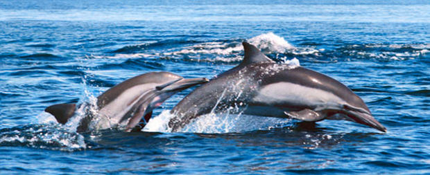 dolphins 610 header 