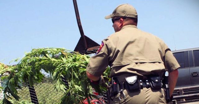 Massive Texas marijuana bust could make state history CBS News