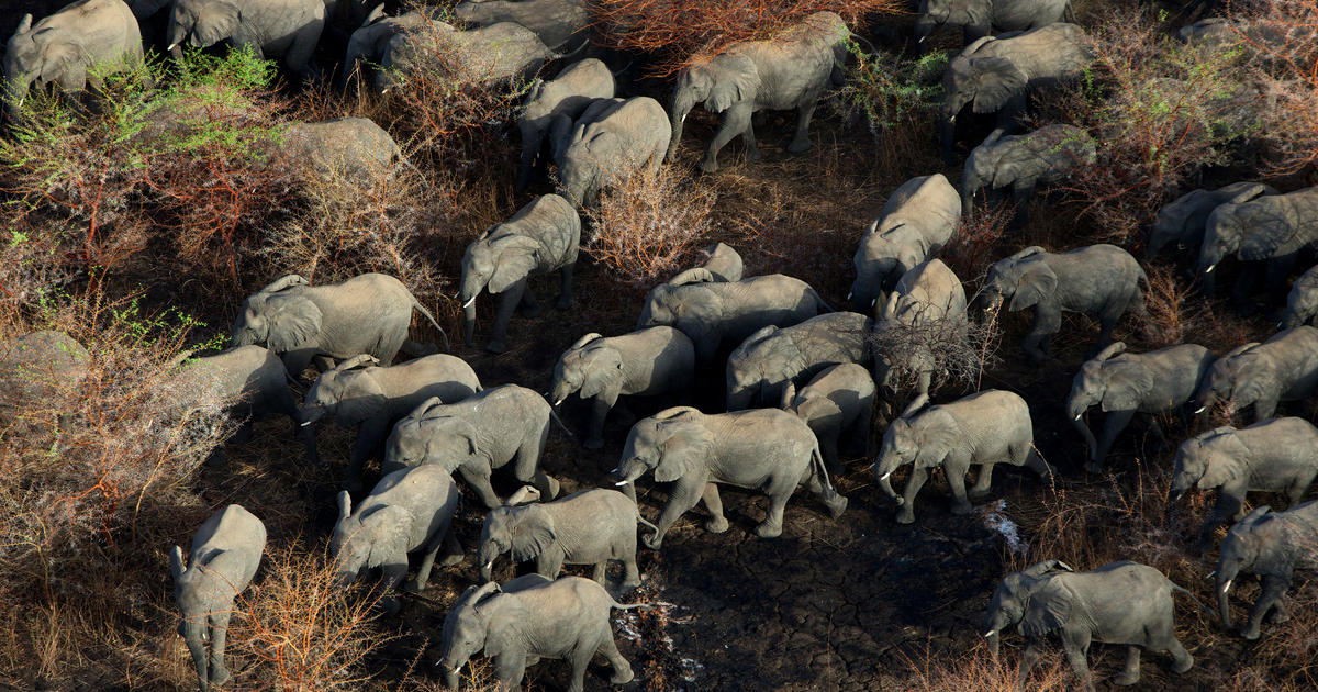 100,000 elephants killed across Africa in two years, study finds - CBS News