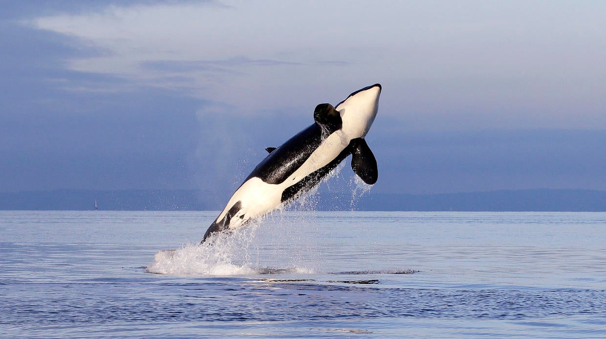 Orcas in Puget Sound CBS News