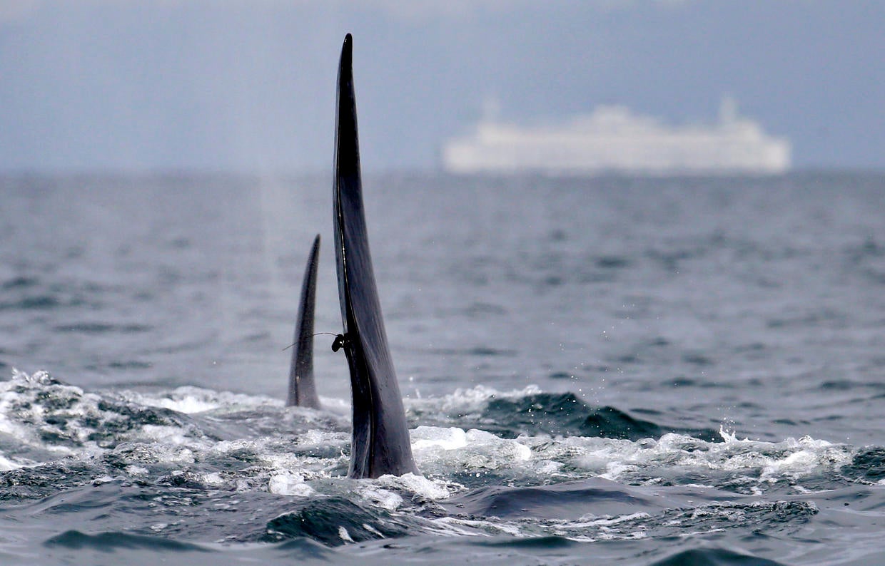 Orcas in Puget Sound CBS News