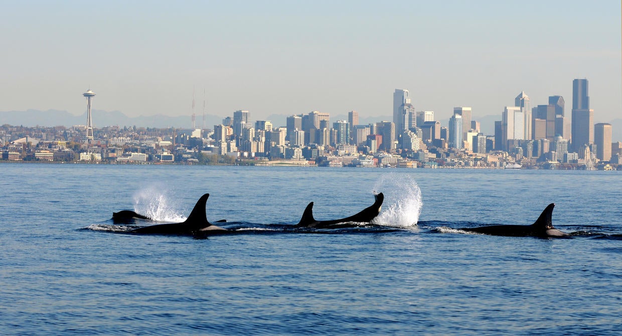 Orcas in Puget Sound CBS News