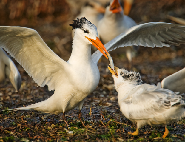 royal-tern-feeding-chick.png 