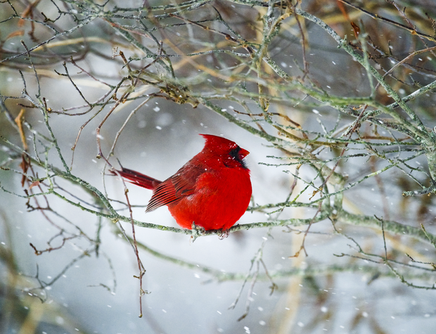 cardinal-in-snow-cbs.png 