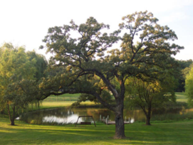royal oak farm 