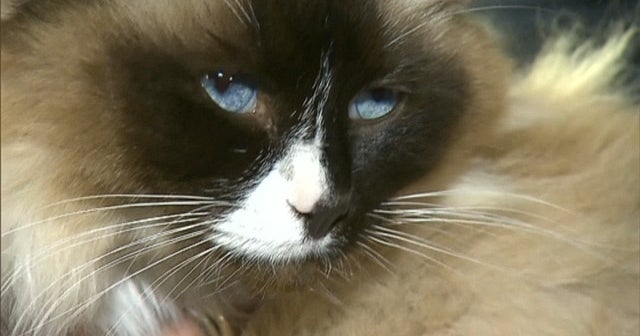 Australian home sale includes a cat CBS News