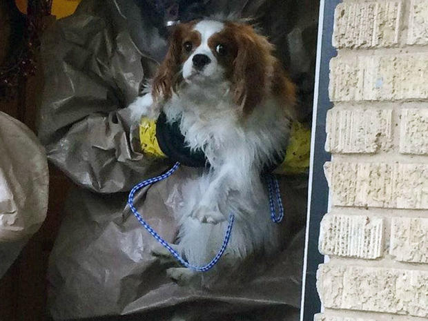 bentley ebola dog