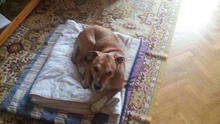Excalibur, the dog of Spanish nurse Teresa Romero, who contracted Ebola, lies on the floor in this undated handout photo provided Oct. 8, 2014.