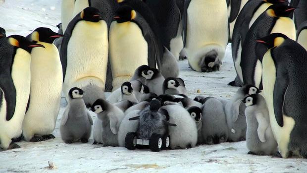 penguin2.jpg