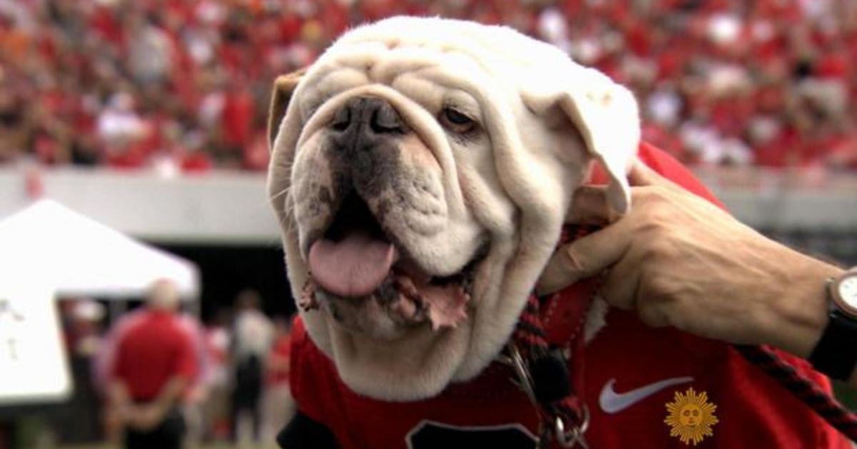 Meet University of Georgia mascot Uga the bulldog - CBS News