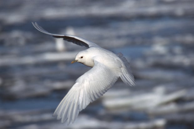 ivory-gull.jpg 