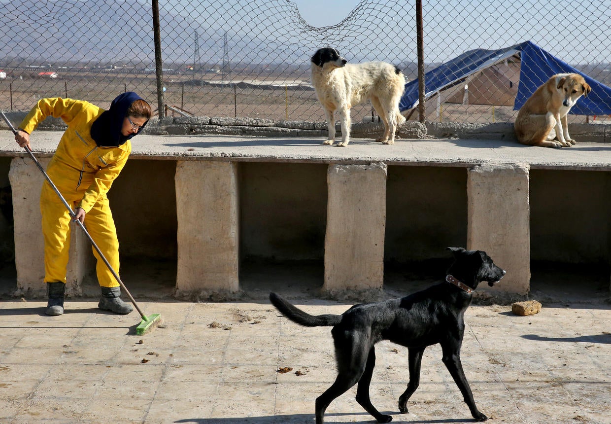 Iranian dog shelter Iran's only dog shelter struggles to provide for
