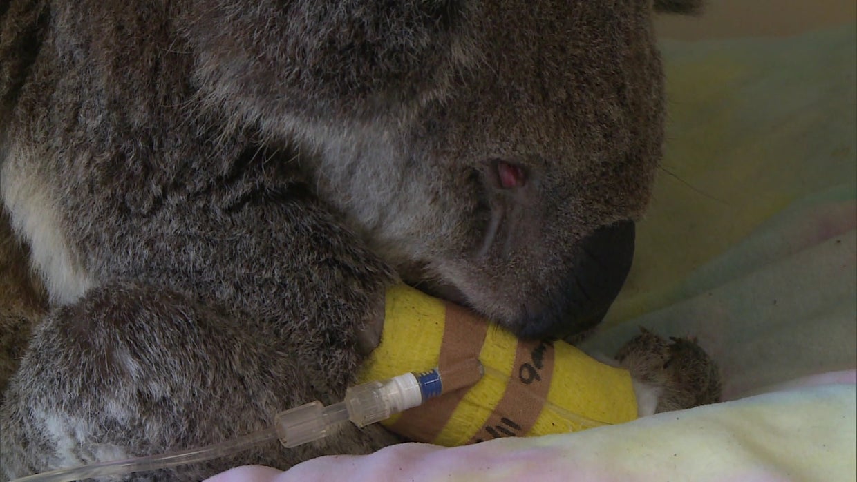 Australia's koalas are spreading chlamydia CBS News