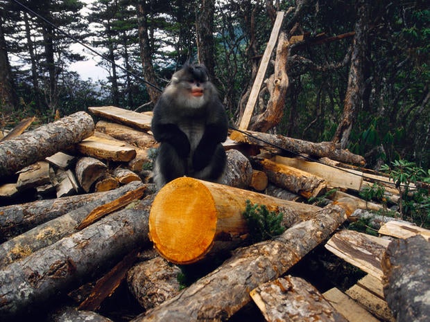 snub-nosed-monkeys-shen-cheng-017.jpg