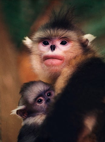 China's rare snubnosed monkeys