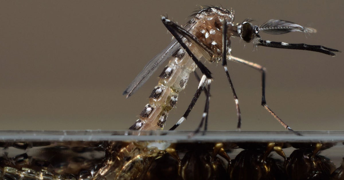 FDA debates releasing modified mosquitoes into Florida Keys