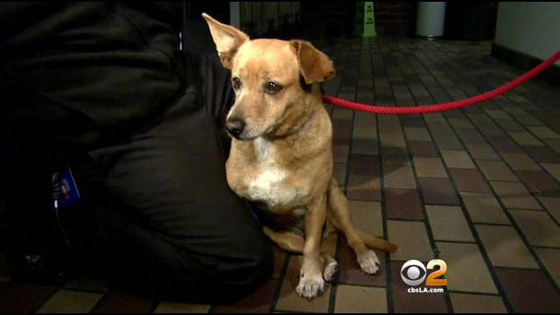 Dog Rescue From LA River 