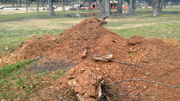 Dallas Tree Cut Down 