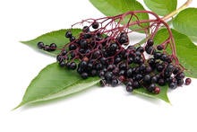 elderberry