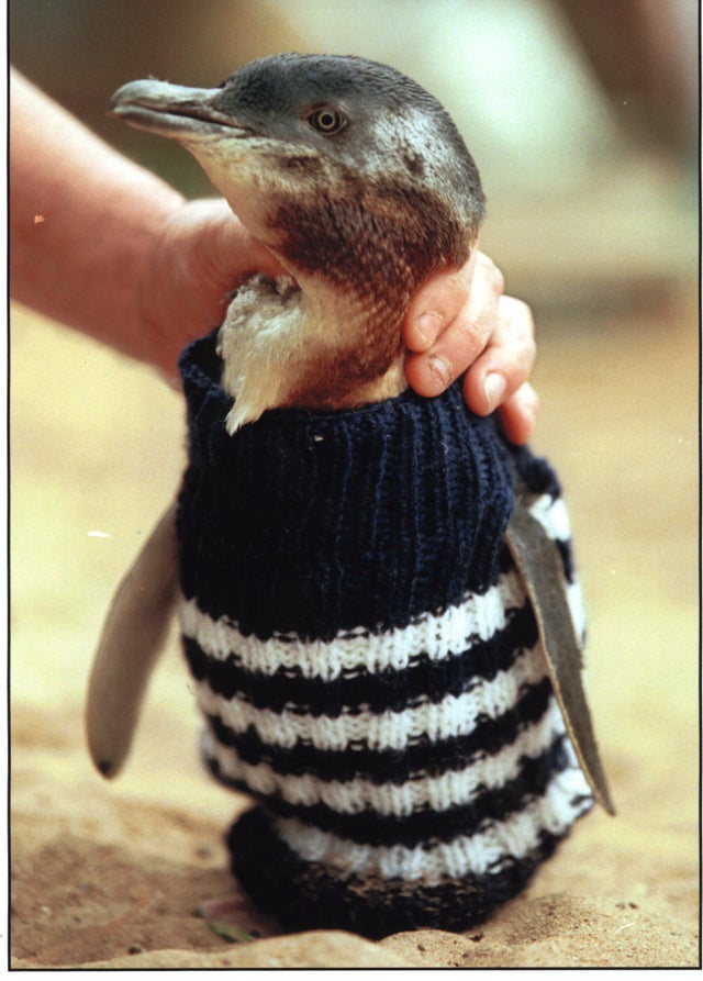 Sweaters For Penguins Cbs News