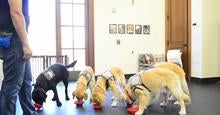 wcc-puppy-training.jpg