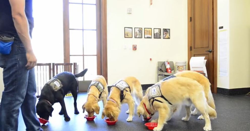 Veterans' therapy goes to the dogs CBS News