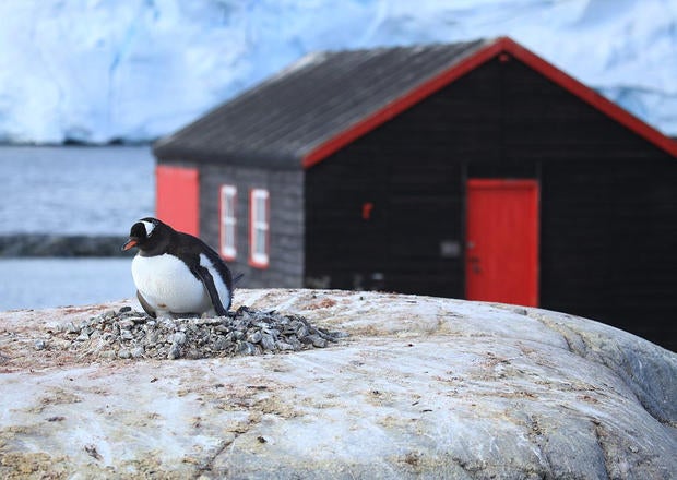 penguins.jpg
