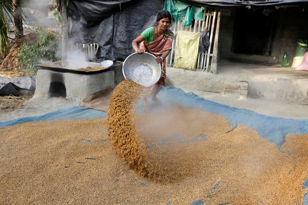 A woman spreads boiled paddy to dry outside her house at Dulki village in the Sundarbans