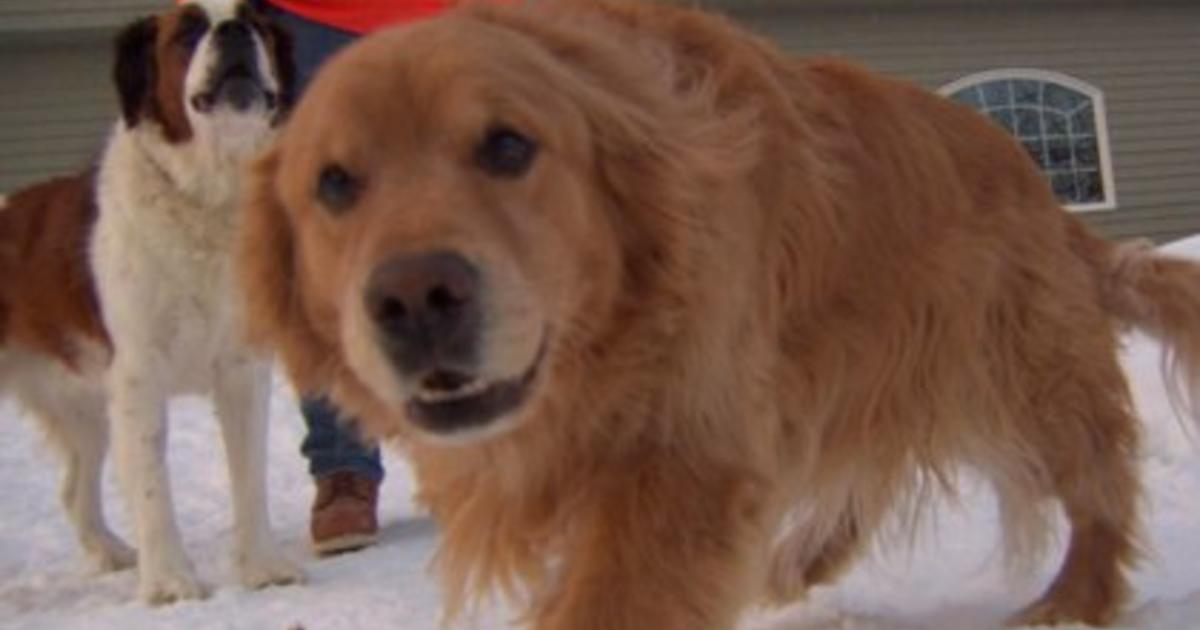 golden bernard dog