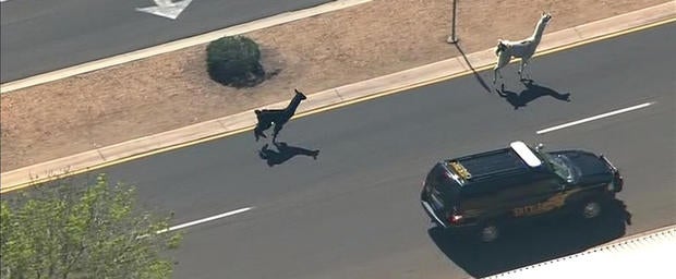 llamas2.jpg
