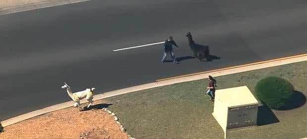 llamas1.jpg