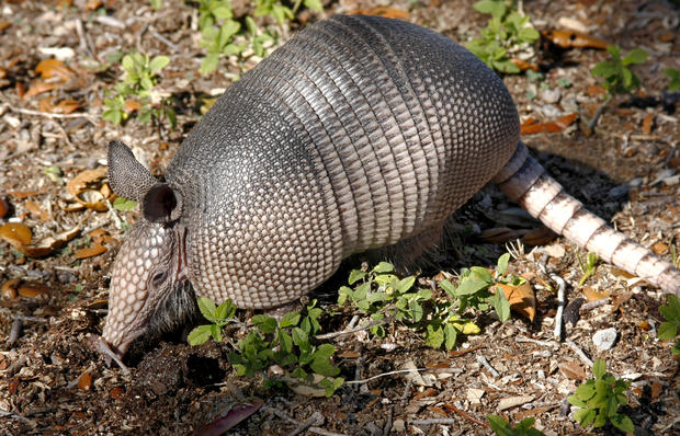 Armadillos spreading leprosy in Florida, officials warn - CBS News