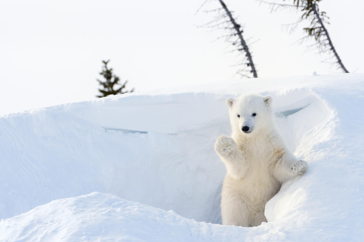 world celebrates international polar bear day for conservation CBS News