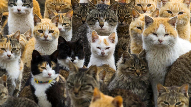 Japans Katteneiland's Cat Island 