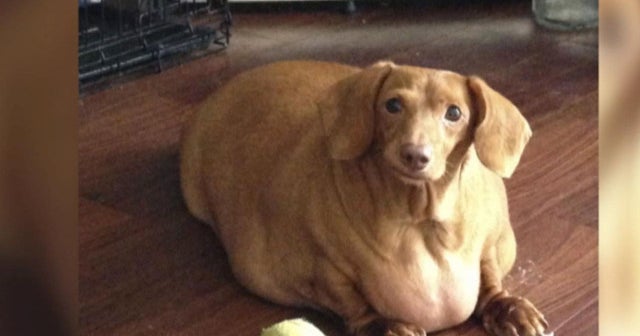 fat sausage dog