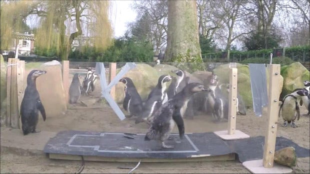 penguins-material-2-sub-01frame2091.jpg