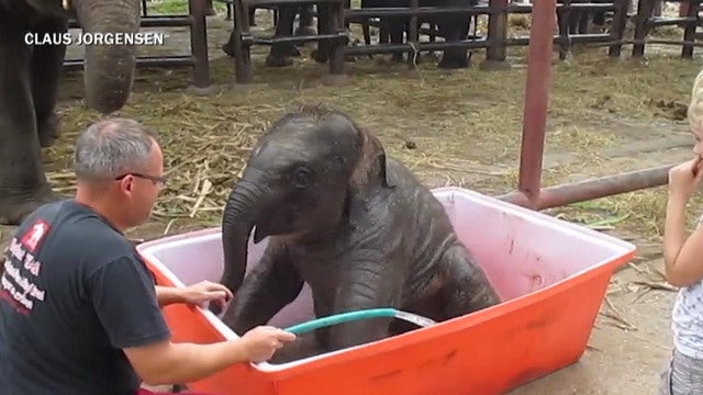 Pittsburgh Zoo Baby Elephant Bath