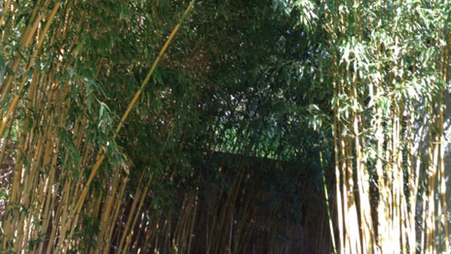 the-huntington-bamboo-for-san-diego-zoo.jpg 