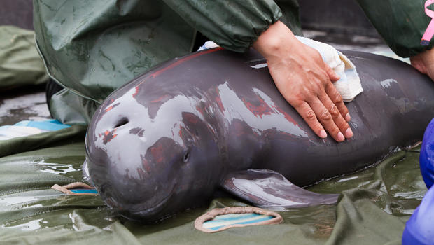 Rare porpoises in China get a lifeline - CBS News