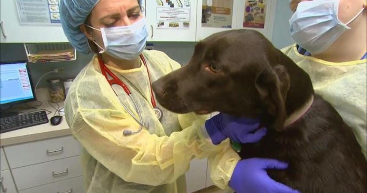 Canine influenza reaching epidemic proportions Videos CBS News