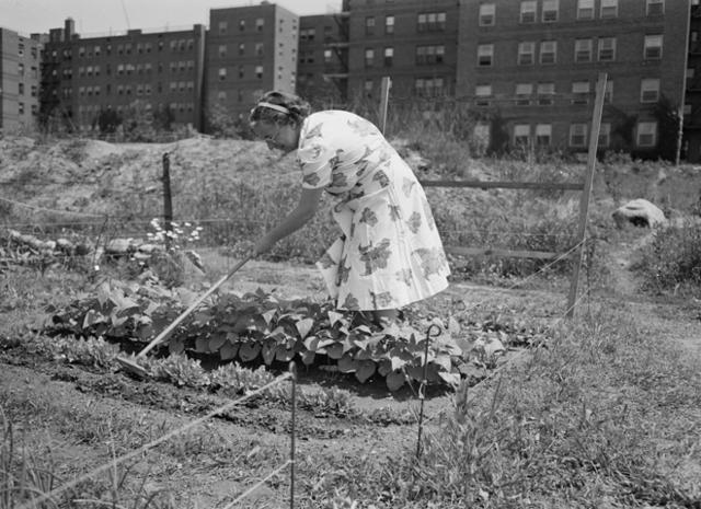 Grow It Yourself Propaganda Art For Wwii Victory Gardens