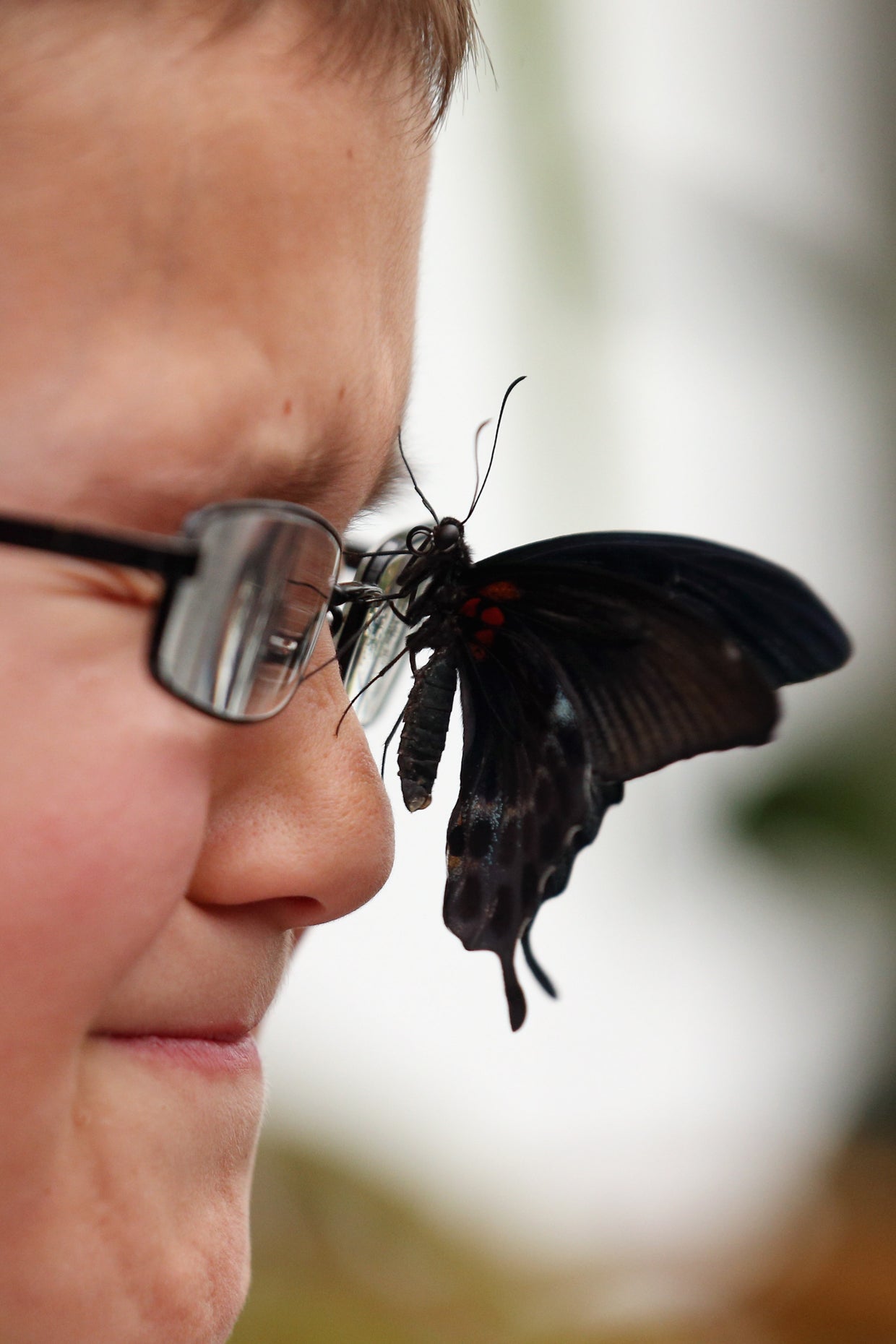 Sensational butterflies exhibit at London's Natural History Museum