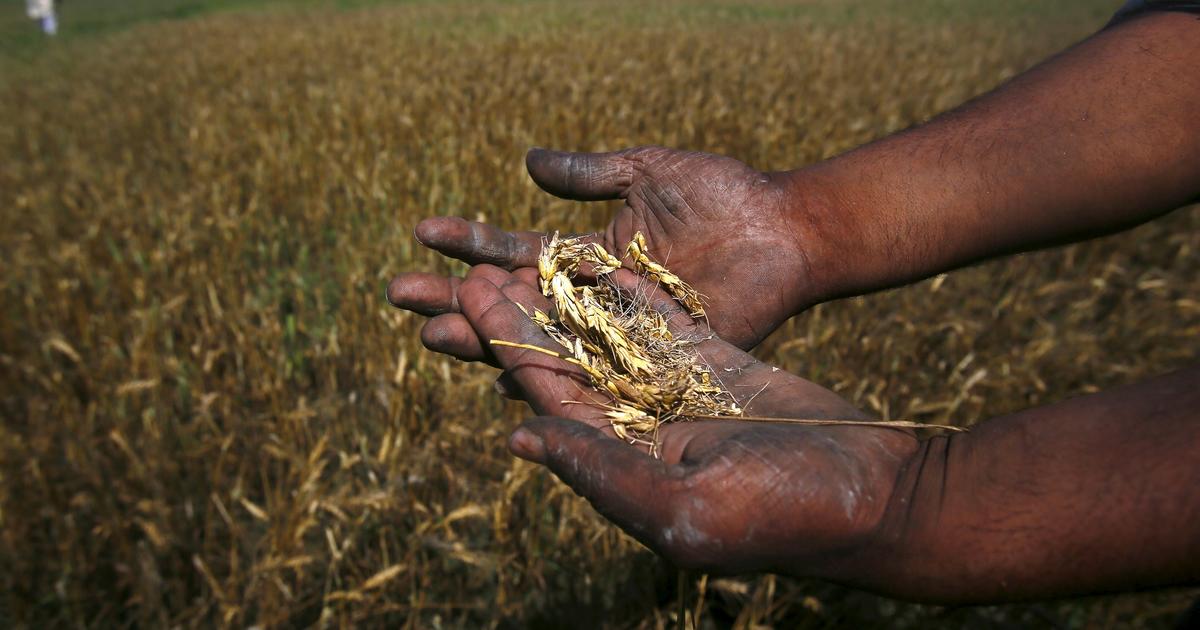 india-farmers-commit-suicide-over-crops-destroyed-by-spring-rain