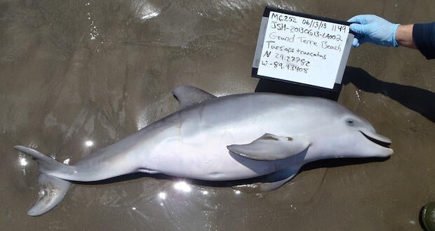 strandeddolphin.jpg