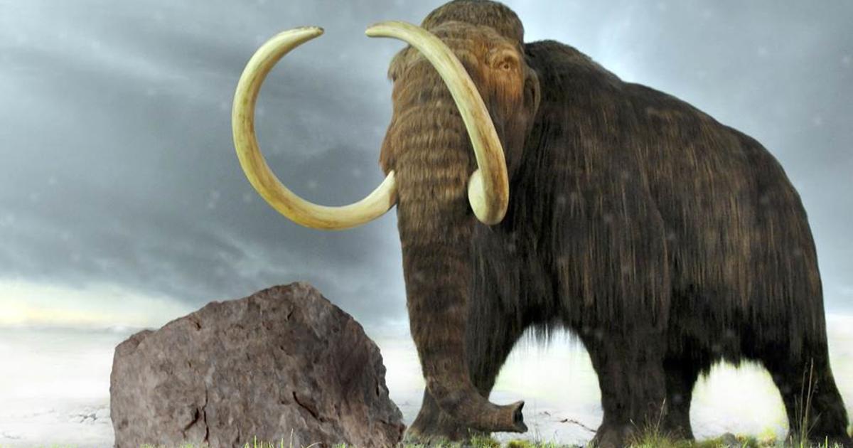 New clues to mammoth's demise (and possible return) - CBS News
